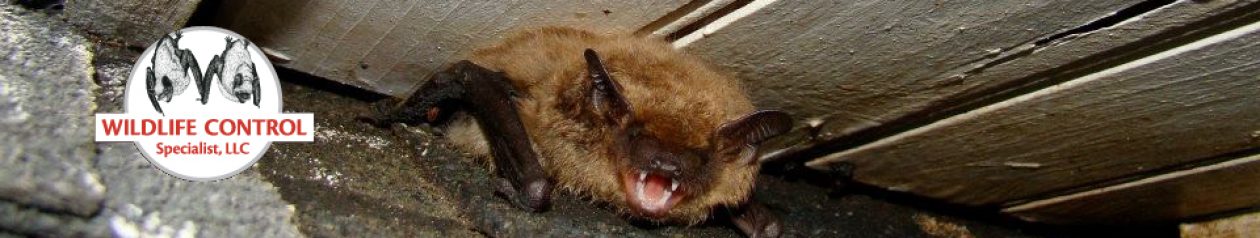 Bat Removal Solutions New Jersey